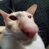 catlqver